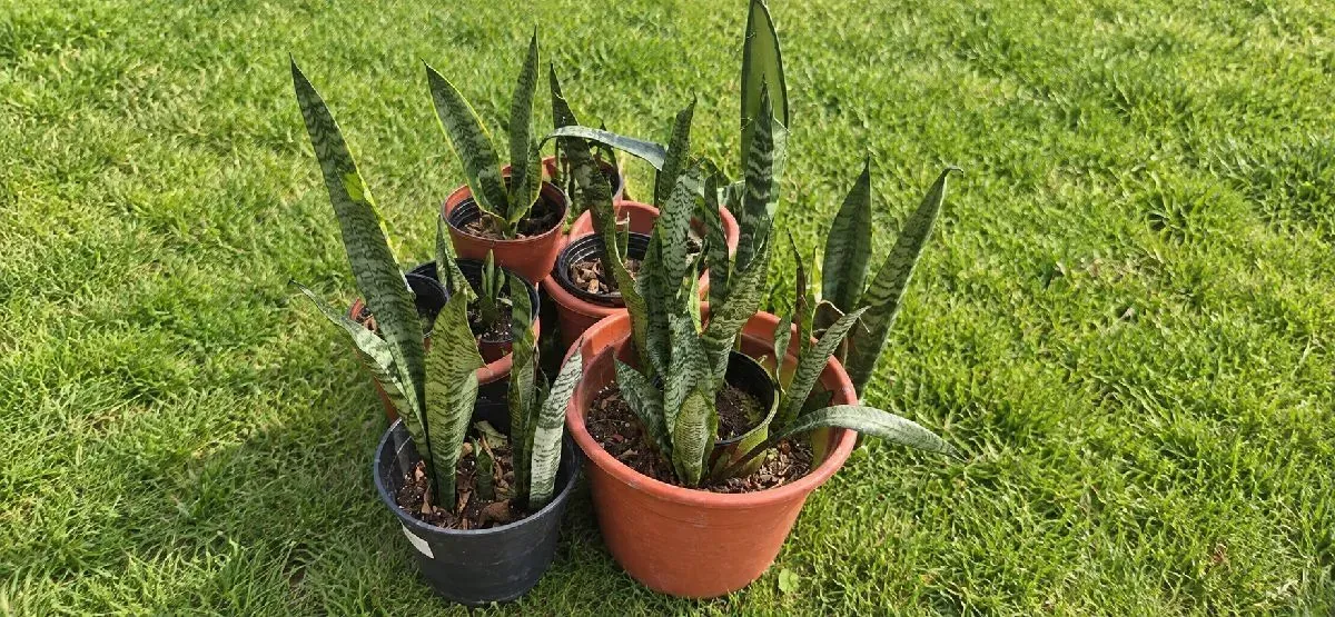 Sansevieria zeylanica o Lengua de suegra (foto 1)