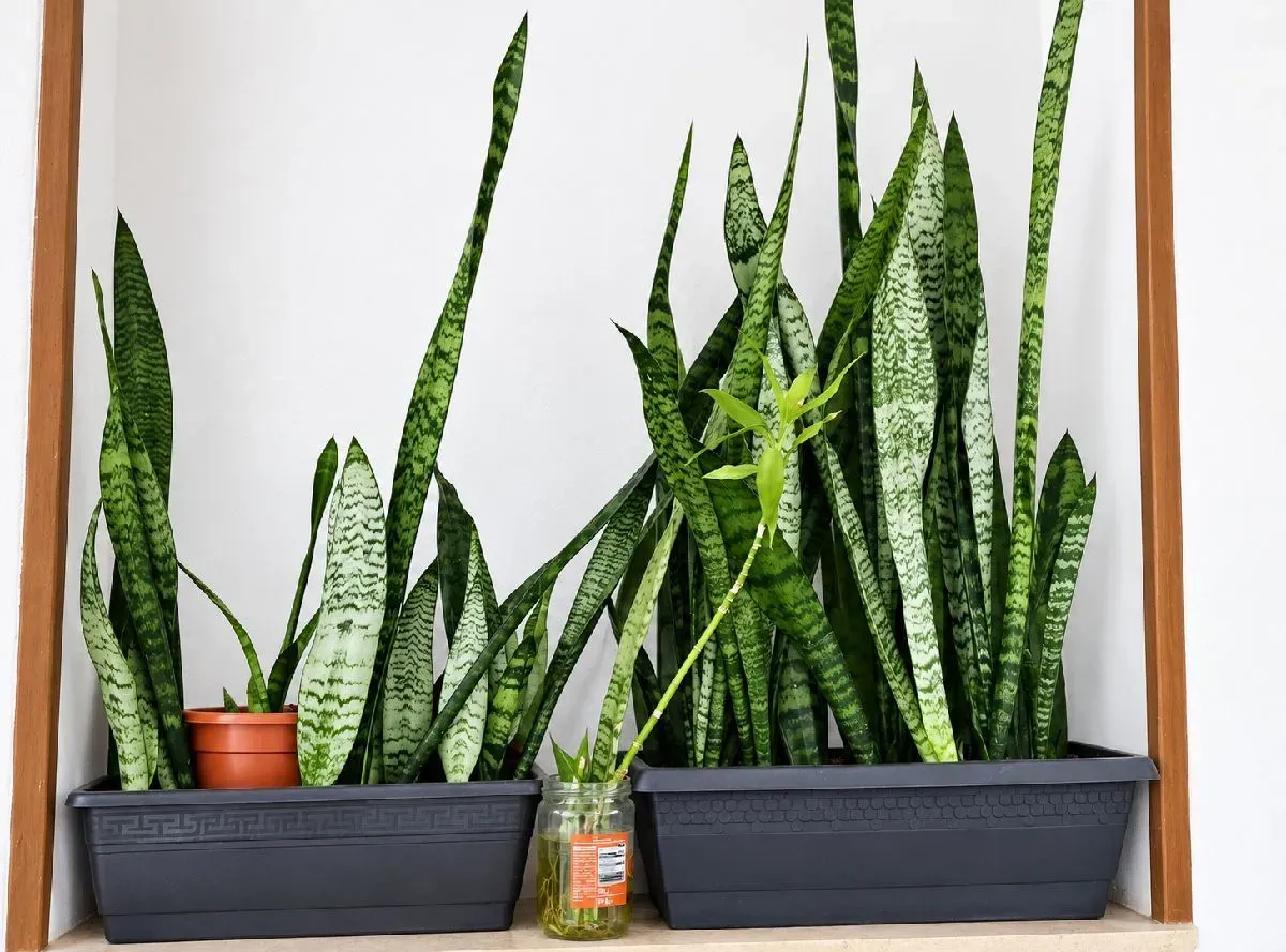 Sansevieria zeylanica o Lengua de suegra (foto 2)
