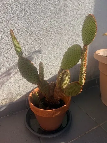 Cactus orejas de conejo en maceta