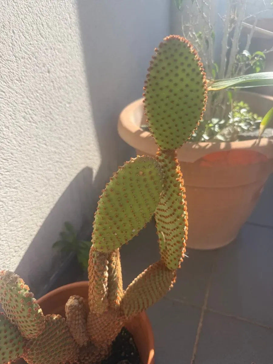Cactus orejas de conejo en maceta (foto 2)