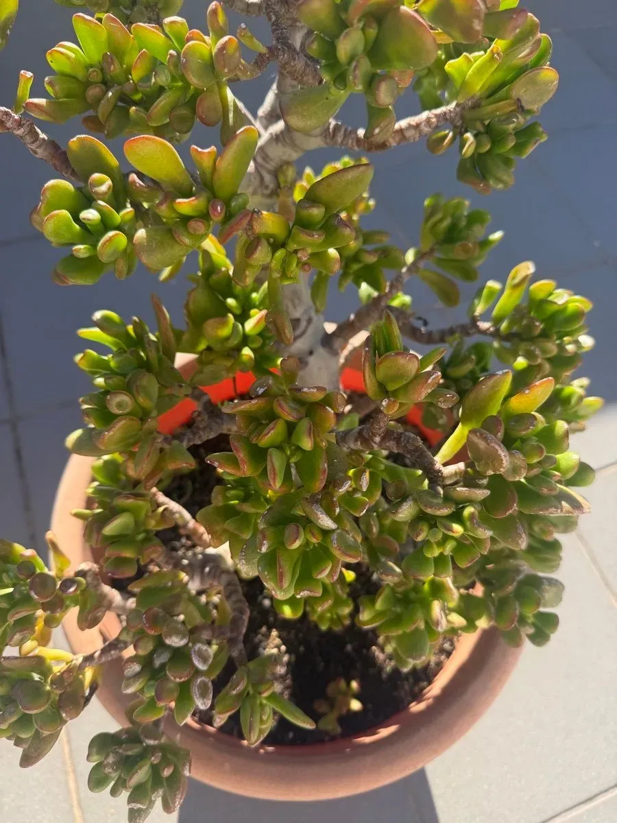 Crassula ovata en maceta de terracota (foto 2)