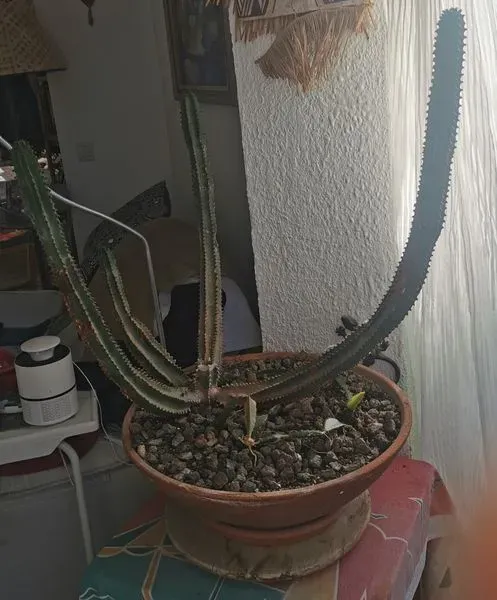 Planta suculenta grande maceta
