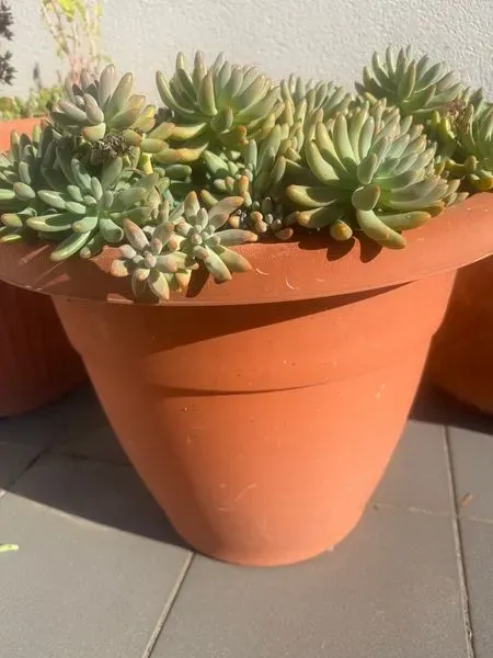 Maceta terracota con suculentas