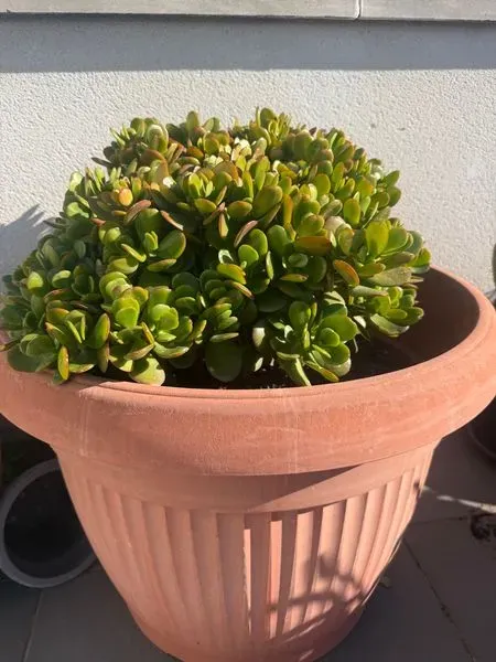 Planta crasa en maceta