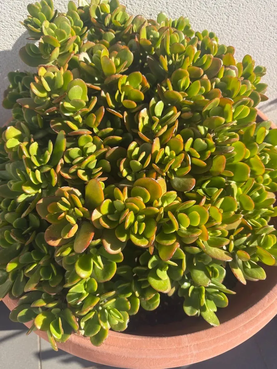 Planta crasa en maceta (foto 2)
